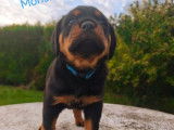 Des chiots femelles Rottweilers LOF à réserver