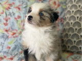 1 chiot Berger Américain Miniature mâle, bleu merle non-LOF à réserver