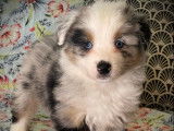 1 chiot Berger Américain Miniature mâle, bleu merle non-LOF à réserver