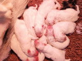 9 chiots Samoyèdes LOF d'octobre 2025 à réserver