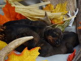 5 chiots Teckels à poil dur LOF, 2 mâles et 3 femelles de septembre 2025 à réserver