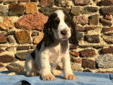 4 chiots Cockers Anglais non-LOF, 1 mâle et 3 femelles tricolores de juillet 2025 à vendre