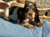 4 chiots Cockers Anglais non-LOF, 1 mâle et 3 femelles tricolores de juillet 2025 à vendre