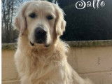 1 chien Golden Retriever LOF de 2021 à vendre