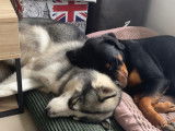 Chiots Rottsky à vendre