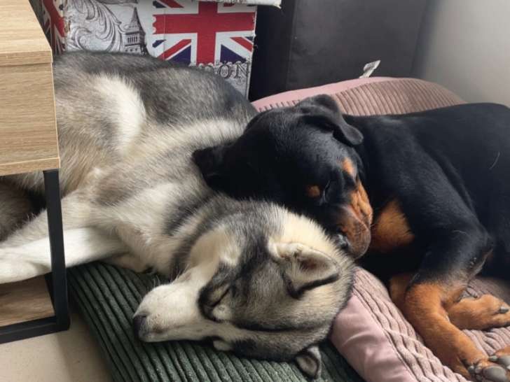 Chiots Rottsky à vendre