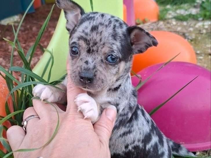 1 chiot mâle Chihuahua bleu merle et tan LOF d'août 2025 à réserver