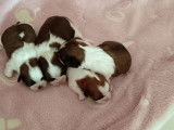 Chiots Shih Tzu non-LOF, mâles et femelles roux et blanc de septembre 2025 à réserver