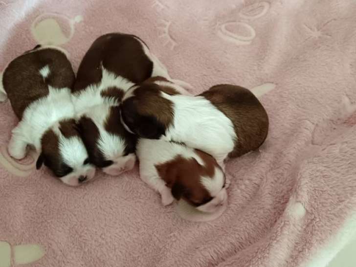 Chiots Shih Tzu non-LOF, mâles et femelles roux et blanc de septembre 2025 à réserver