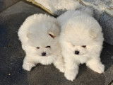 2 adorables chiots Loulou de Poméranie à vendre