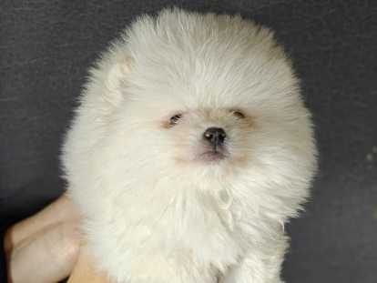 2 adorables chiots Loulou de Poméranie à vendre