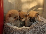 2 adorables chiots Loulou de Poméranie à vendre