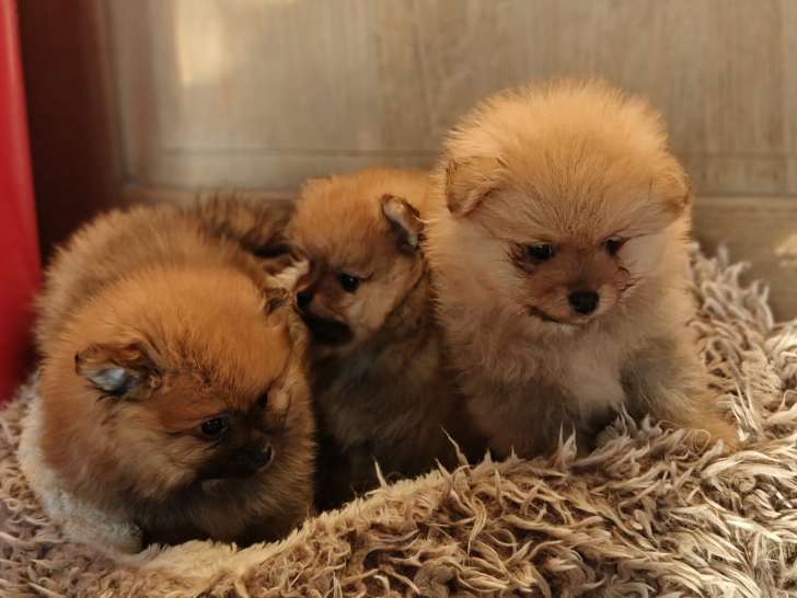 2 adorables chiots Loulou de Poméranie à vendre