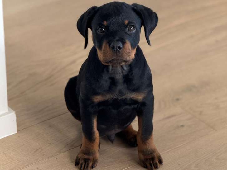 Superbe chiot Rottweiler LOF de 4 mois à vendre