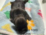 3 chiots mâles Lhassa Apsos LOF de septembre 2025 à réserver