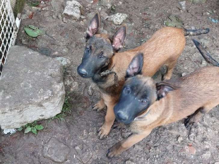 3 chiots Bergers Belges Malinois LOF, 2 mâles et 1 femelle à vendre