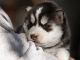 Réservation ouverte pour 6 chiots Husky de Sibérie LOF, 3 mâles et 3 femelles de septembre 2025