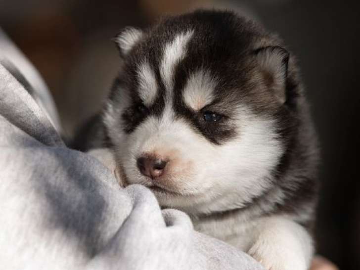 Réservation ouverte pour 6 chiots Husky de Sibérie LOF, 3 mâles et 3 femelles de septembre 2025