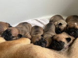 6 chiots Bouledogues Français LOF, 3 mâles et 3 femelles  de septembre 2025 à réserver