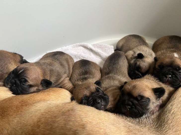 6 chiots Bouledogues Français LOF, 3 mâles et 3 femelles  de septembre 2025 à réserver