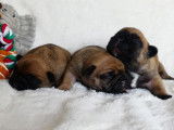 6 chiots Bouledogues Français LOF, 3 mâles et 3 femelles  de septembre 2025 à réserver