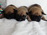 6 chiots Bouledogues Français LOF, 3 mâles et 3 femelles  de septembre 2025 à réserver