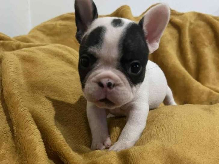 2 chiots Bouledogues Français LOF, 1 mâle et 1 femelle à réserver