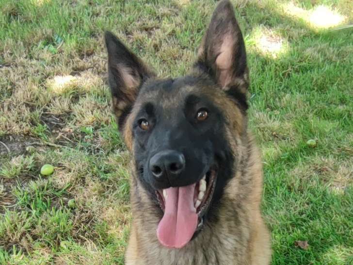 Chiots Berger Malinois à naître début décembre 2025