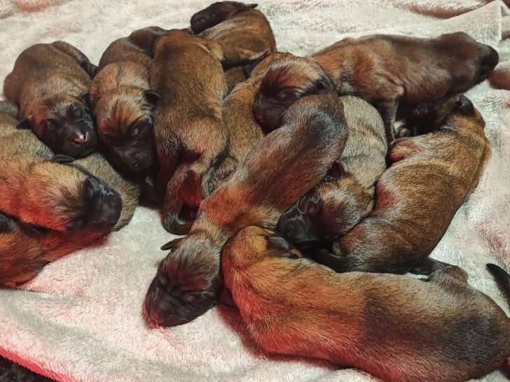 Chiots Berger Malinois à naître début décembre 2025