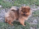 2 chiots Spitz Nains mâles, fauve charbonné non-LOF de juin 2025 à vendre