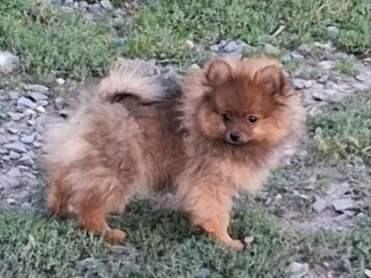 2 chiots Spitz Nains mâles, fauve charbonné non-LOF de juin 2025 à vendre