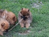 2 chiots Spitz Nains mâles, fauve charbonné non-LOF de juin 2025 à vendre