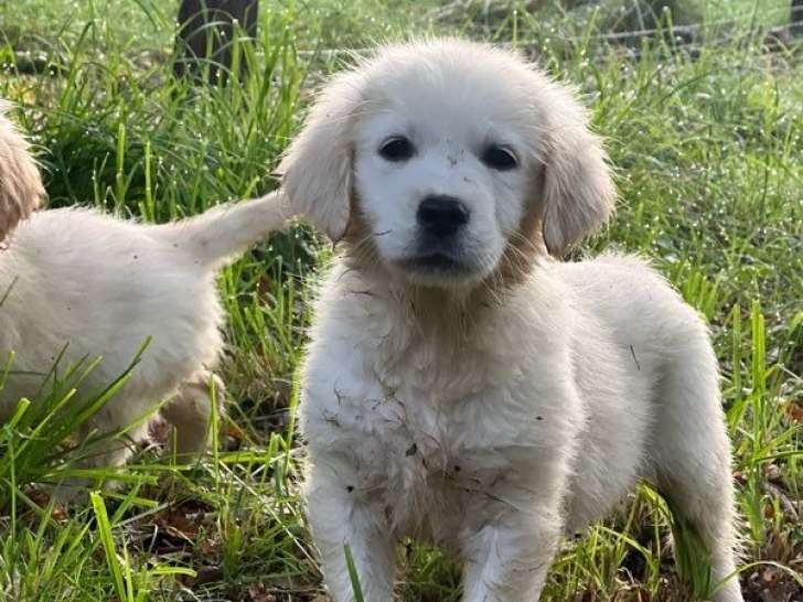 3 chiots Golden Retrievers LOF, 1 mâle et 2 femelles de juillet 2025 à réserver