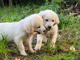 3 chiots Golden Retrievers LOF, 1 mâle et 2 femelles de juillet 2025 à réserver
