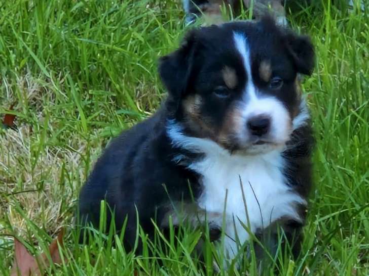 3 chiots Bergers Australiens LOF, 2 mâles et 1 femelle noir tricolore de septembre 2025 à réserver