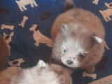 5 chiots Spitz Nains LOF, 1 mâle et 4 femelles de septembre 2025 à réserver