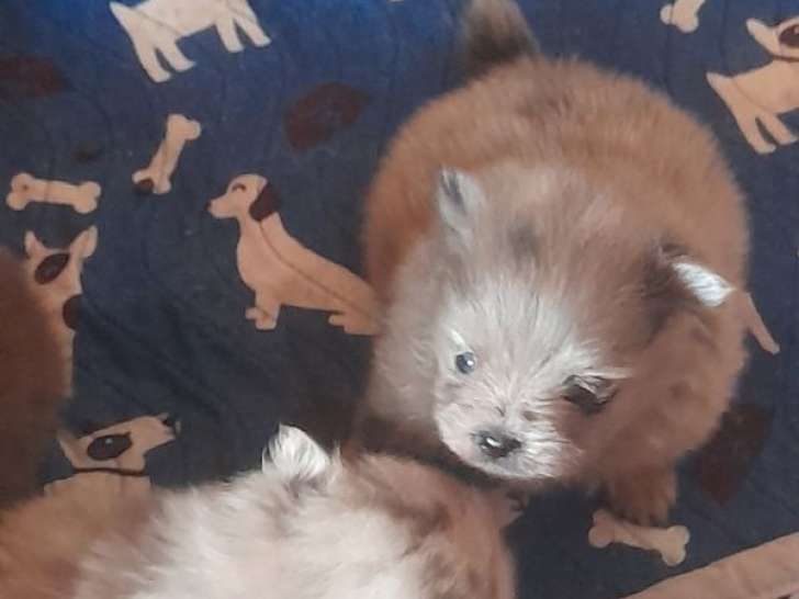 5 chiots Spitz Nains LOF, 1 mâle et 4 femelles de septembre 2025 à réserver