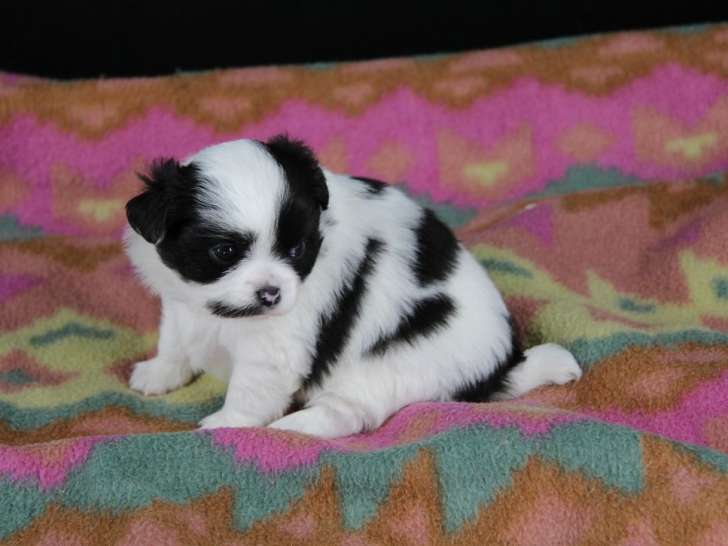 Des chiots Chihuahuas LOF, mâles et femelles à poils longs de septembre 2025 à réserver