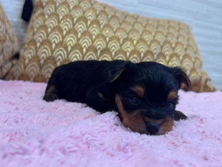 2 chiots Yorkshire Toys non-LOF, de septembre 2025 à réserver