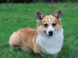 1 chien Welsh Corgi Pembroke sable LOF de 2021 à vendre