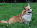1 chien Welsh Corgi Pembroke sable LOF de 2021 à vendre