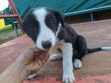 1 chiot mâle Border Collie non-LOF à vendre