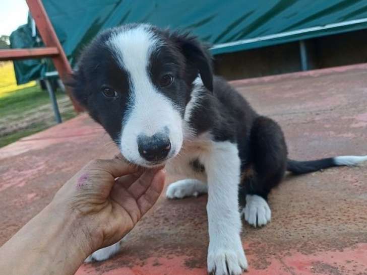 1 chiot mâle Border Collie non-LOF à vendre