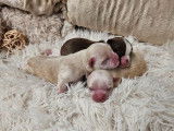 3 chiots Chihuahuas LOF, 2 femelles crème et 1 mâle chocolat et blanc d'octobre 2025 à réserver