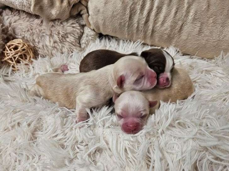 3 chiots Chihuahuas LOF, 2 femelles crème et 1 mâle chocolat et blanc d'octobre 2025 à réserver