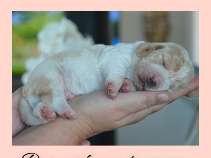 2 chiots mâles Basset Hounds LOF, bicolores de septembre 2025 à réserver