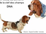 2 chiots mâles Basset Hounds LOF, bicolores de septembre 2025 à réserver