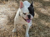 1 chien Bouledogue Français caille LOF de juin 2024 à vendre