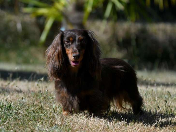 3 chiots Teckels LOF, 2 mâles et 1 femelle noirs et feux d'octobre 2025 à réserver