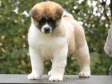 2 chiots mâles Akita Américains LOF à vendre